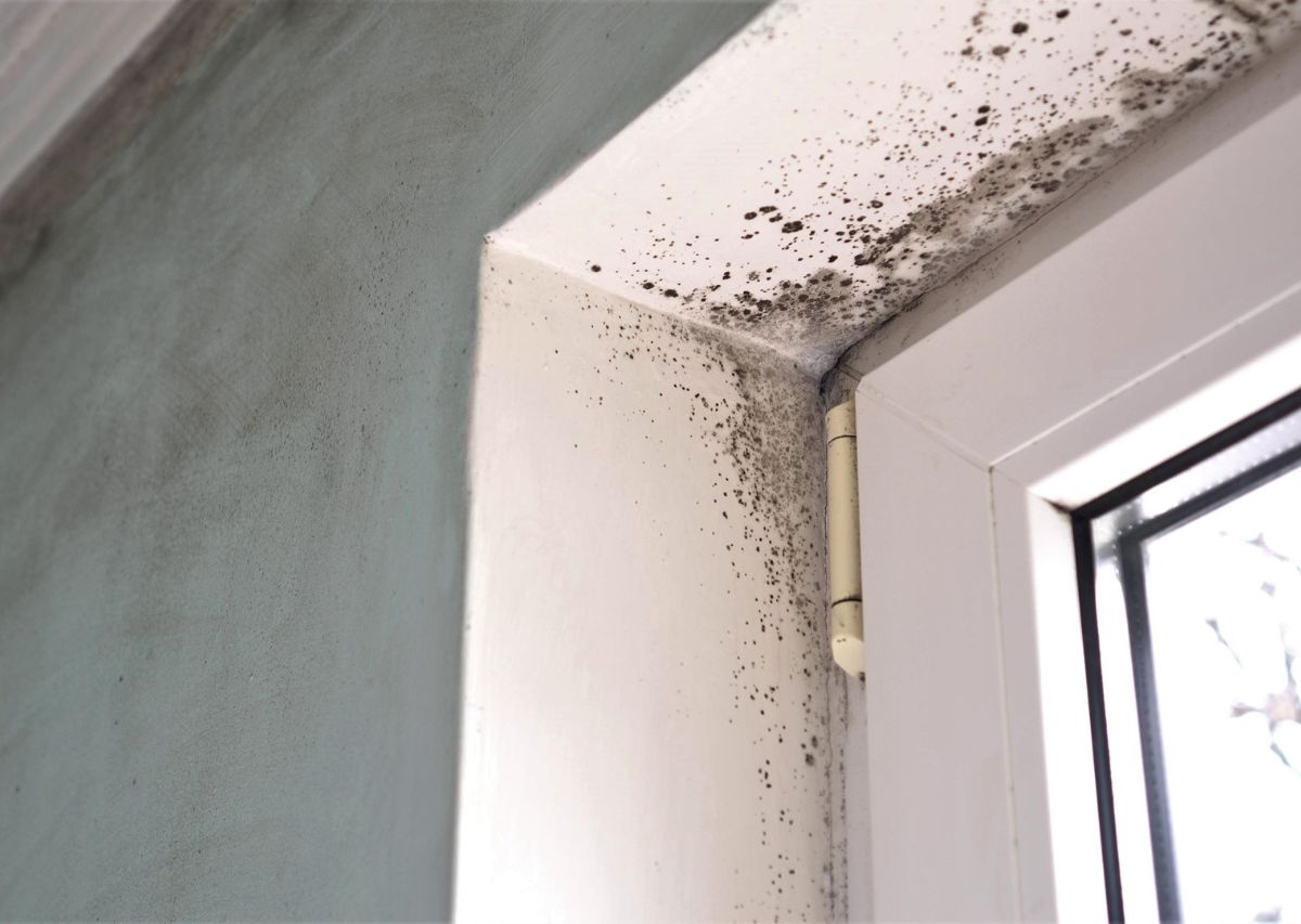 Understanding How Mold Grows
